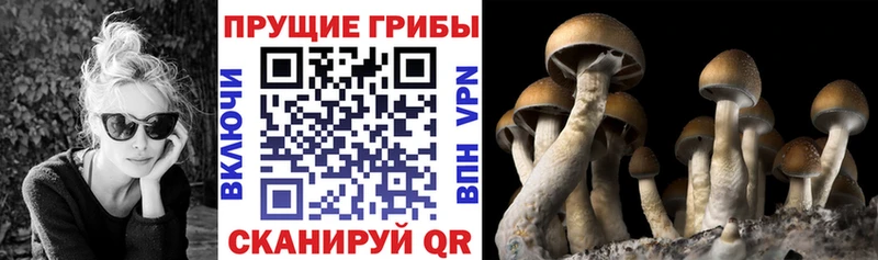 Галлюциногенные грибы Psilocybe Невельск